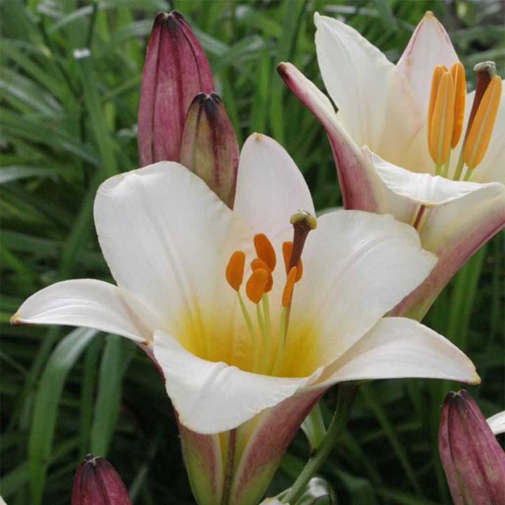 Lilium Trumpet 'White Planet'